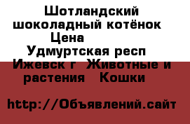 Шотландский шоколадный котёнок › Цена ­ 3 500 - Удмуртская респ., Ижевск г. Животные и растения » Кошки   